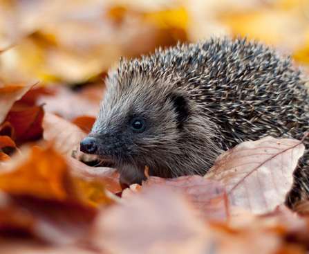 Hedgehog in leaves