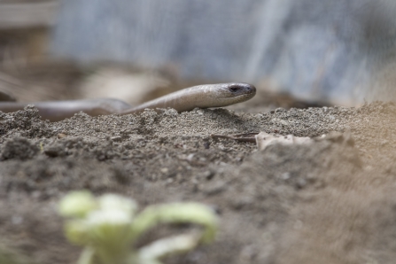 Slow worm in garden