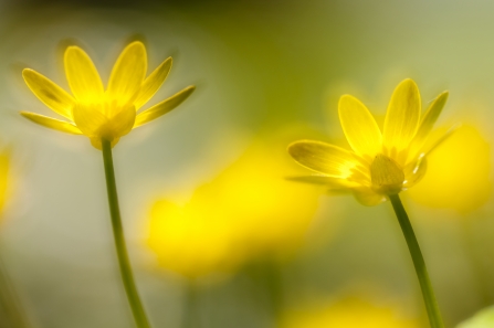 Lesser celandine