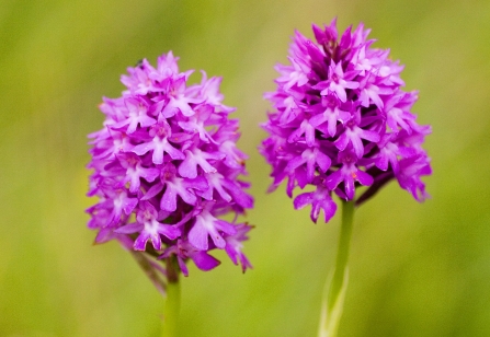 Pyramidal orchid