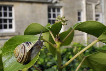 White lipped snail