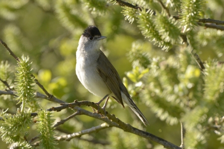 Blackcap