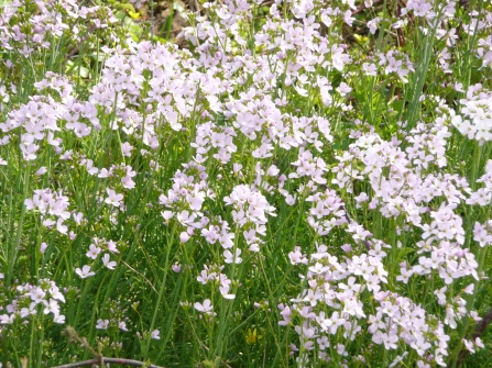 Lady's smock