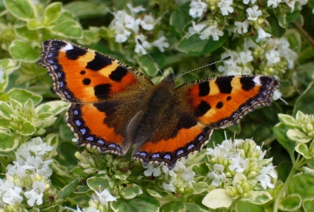 Small tortoiseshell on oregano