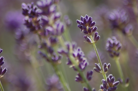 Lavender