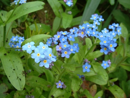 Forget-me-not