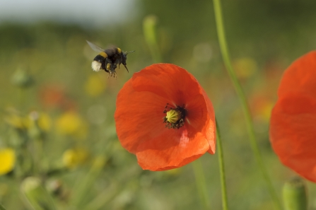 Bumble bee on poppy