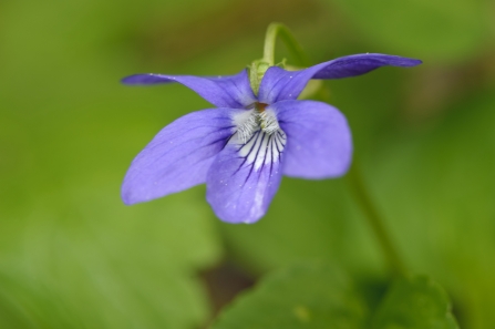 Common dog-violet