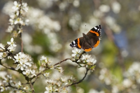 Red admiral on blackthorn