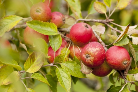 Apple tree