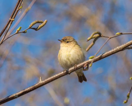Chiffchaff