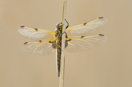 Broad bodied chaser
