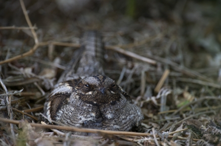Nesting nightjar