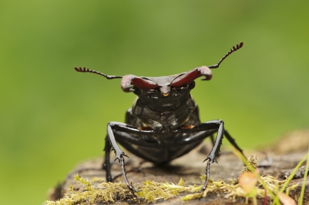 Stag beetle on log