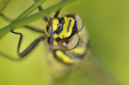 Golden-ringed dragonfly