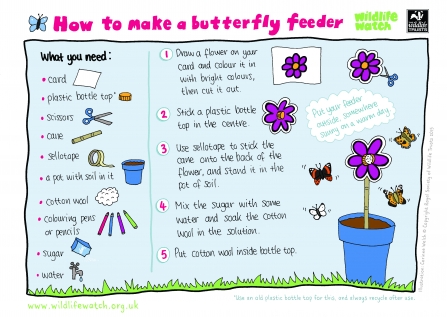 wildlife watch make a butterfly feeder instruction sheet