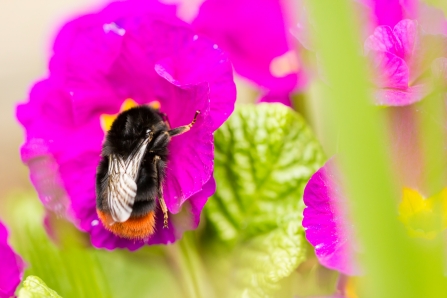 Bumble bee on garden plant