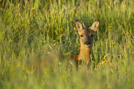 Roe deer