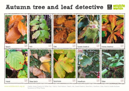 Autumn leaf ID