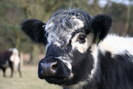 Belted galloway