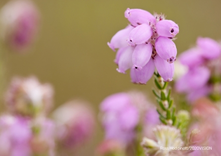 Cross-leaved-heather