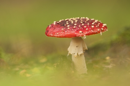 Fly agaric