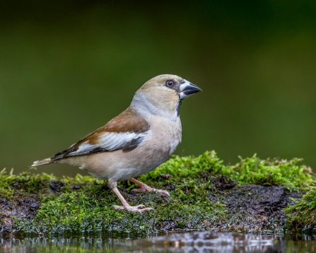 Hawfinch