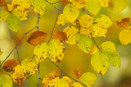 Beech wood