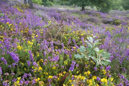 Heathland