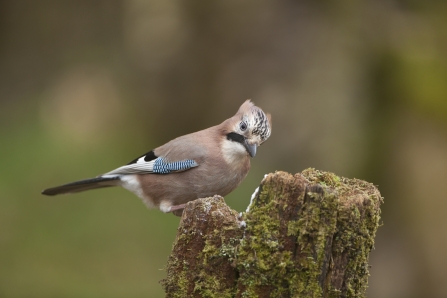 Jay on tree stump