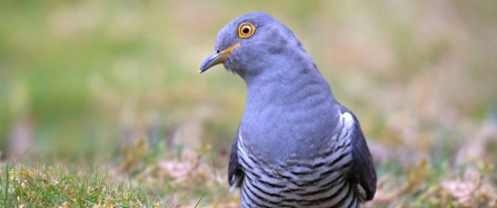 Cuckoo