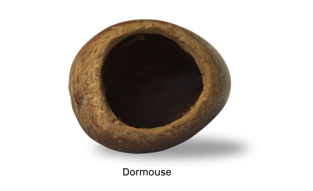 Dormouse chewed hazel nut