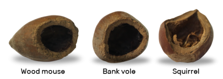 Nibbled hazel nuts