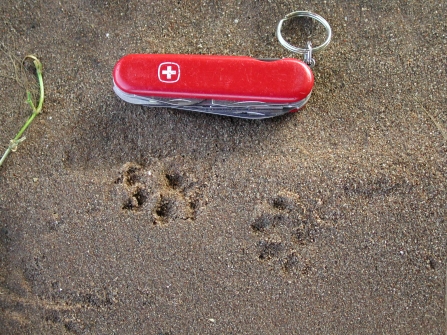 Mink tracks