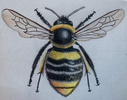 Bee Aware