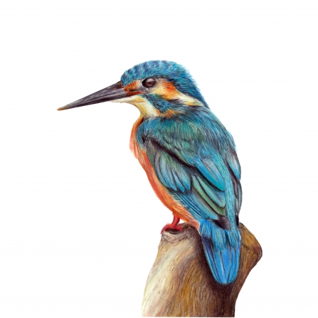 The Elusive Kingfisher