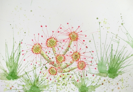 Round Leaved Sundew