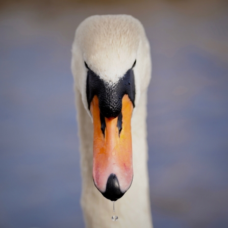 Swan, Frensham Pond