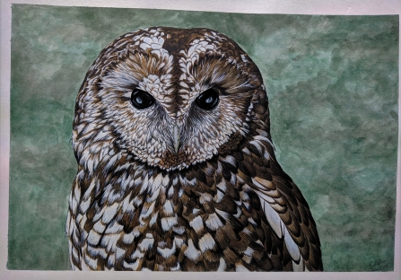 Tawny Owl