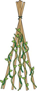 Bean pole