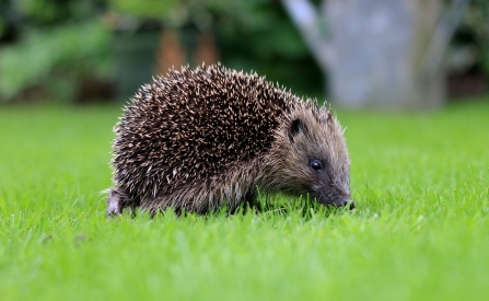 Hedgehog