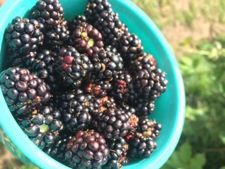 Blackberry picking