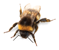 bumble bee.png