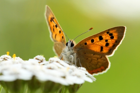 Small Copper