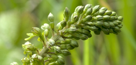 Common twayblade