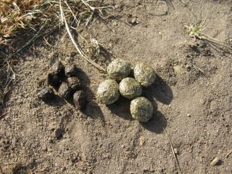 Rabbit & hare droppings