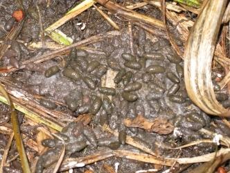 Water vole droppings 