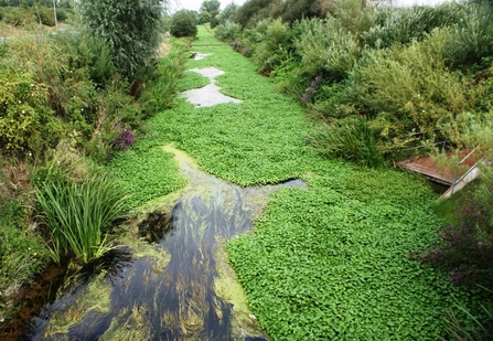 Floating pennywort