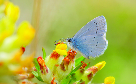 Small blue butterfly