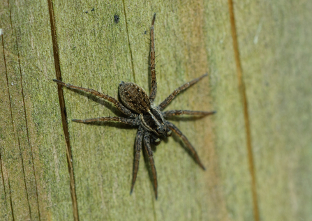 Wolf spider